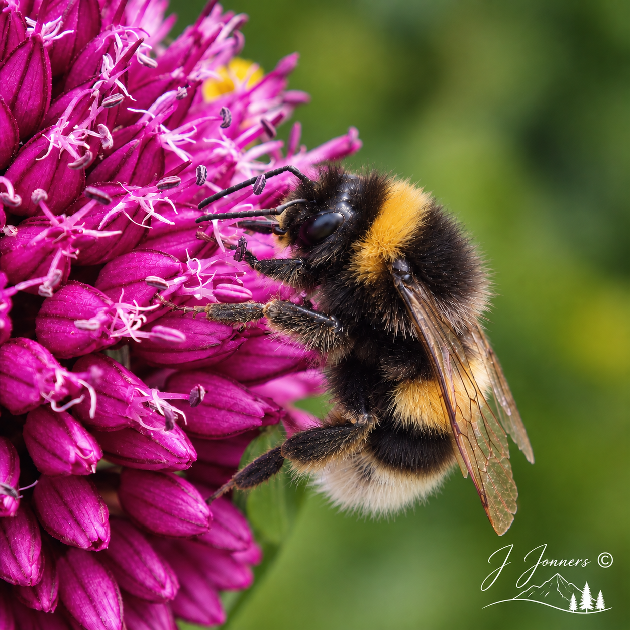 Wildlife photograph by J Jonners