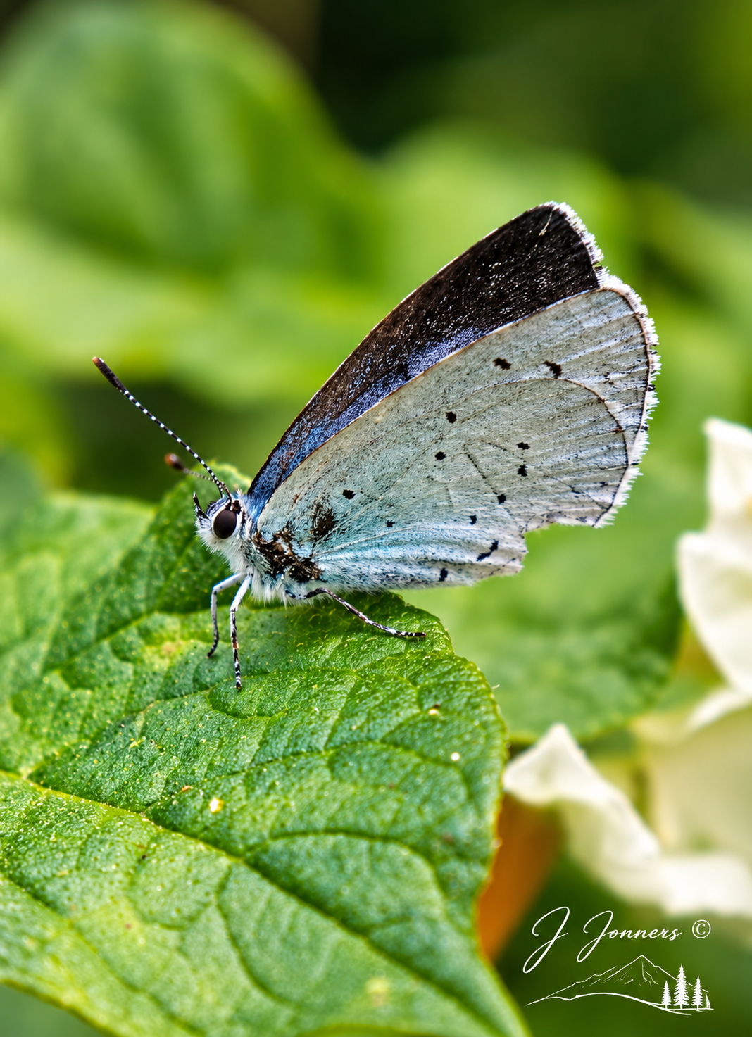 Wildlife photograph by J Jonners