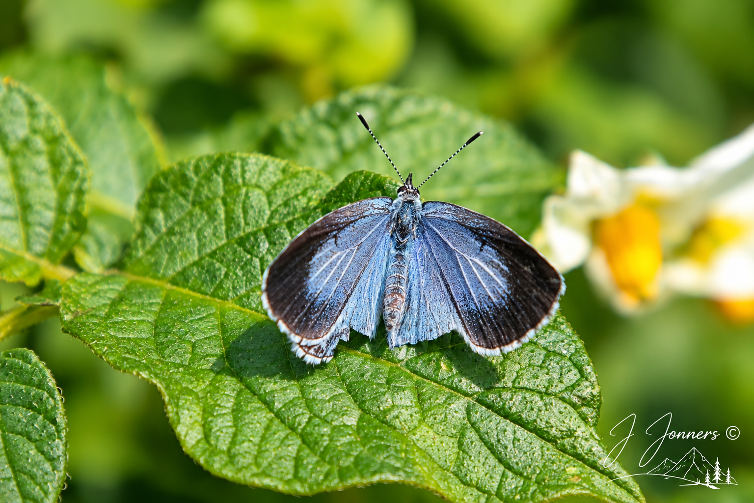 Wildlife photograph by J Jonners