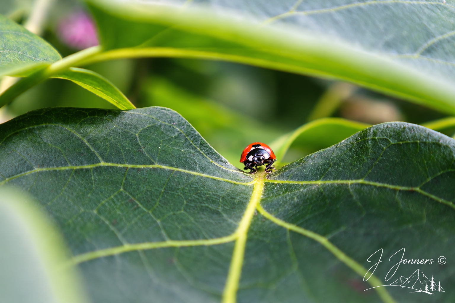 Wildlife photograph by J Jonners