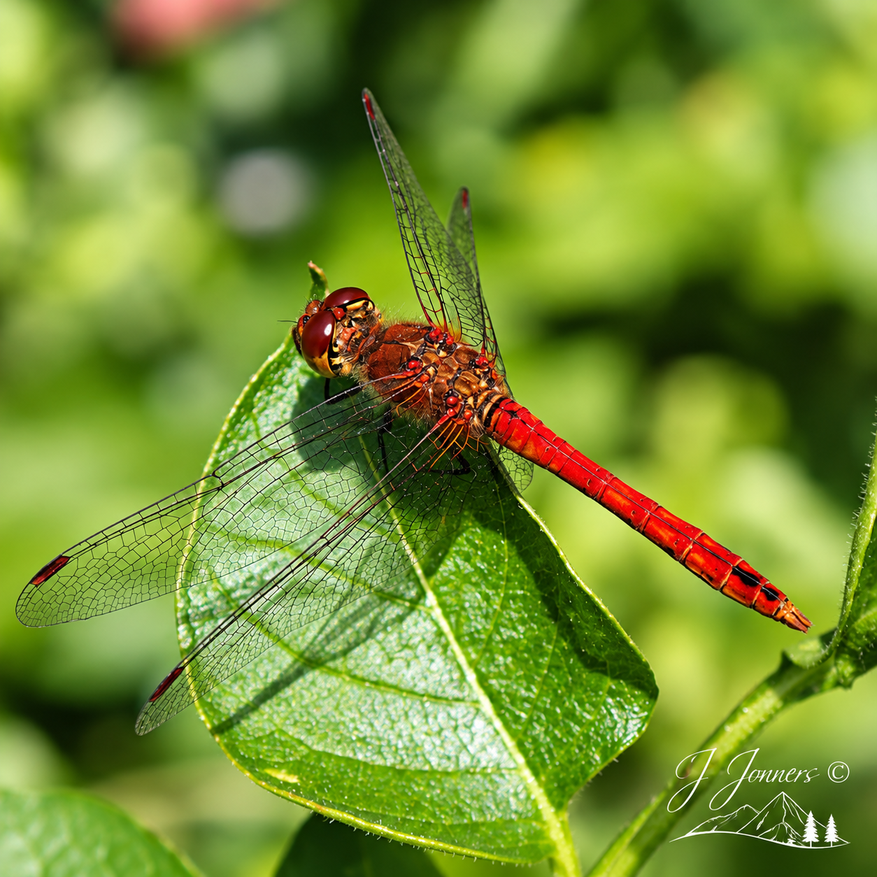 Wildlife photograph by J Jonners