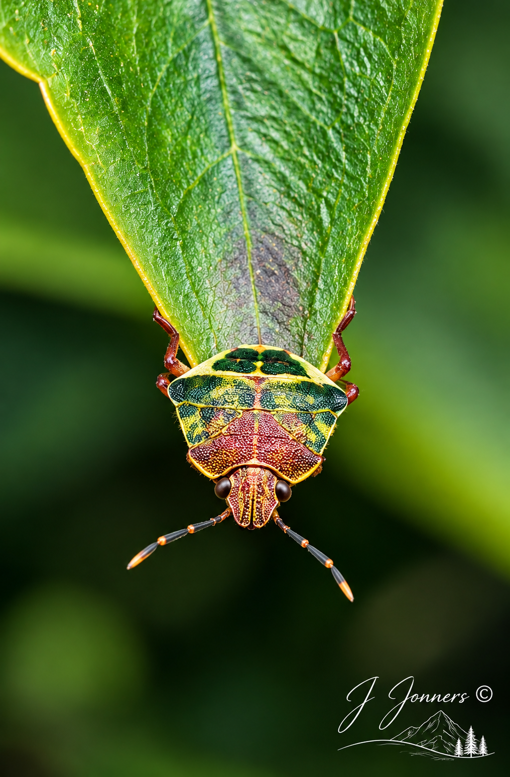 Wildlife photograph by J Jonners